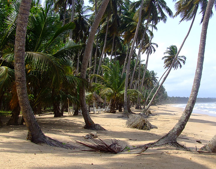 Ghana Beaches and Palm Trees