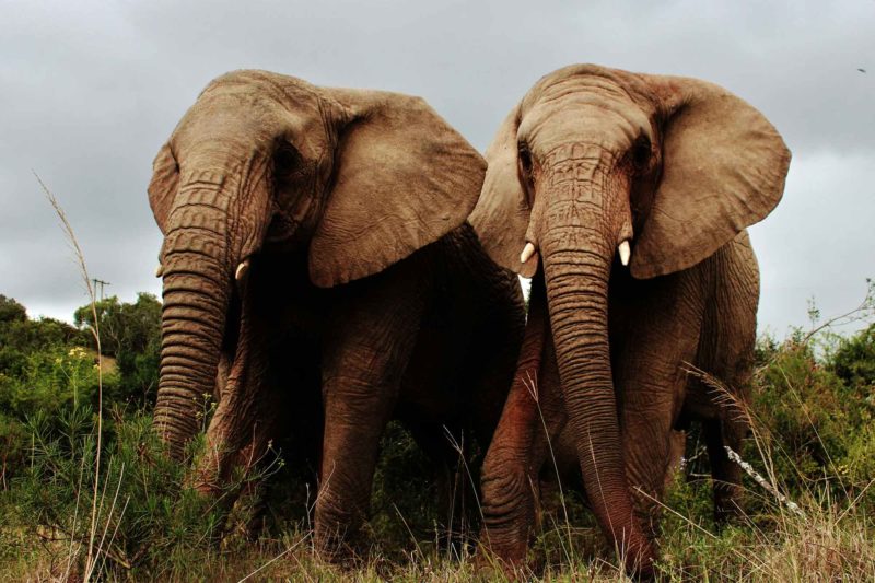 African Elephants in South Africa