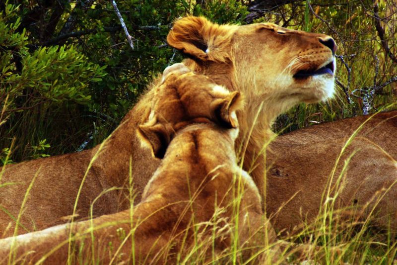 Lioness in South Africa