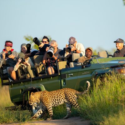 Big Cat Photographic Safari