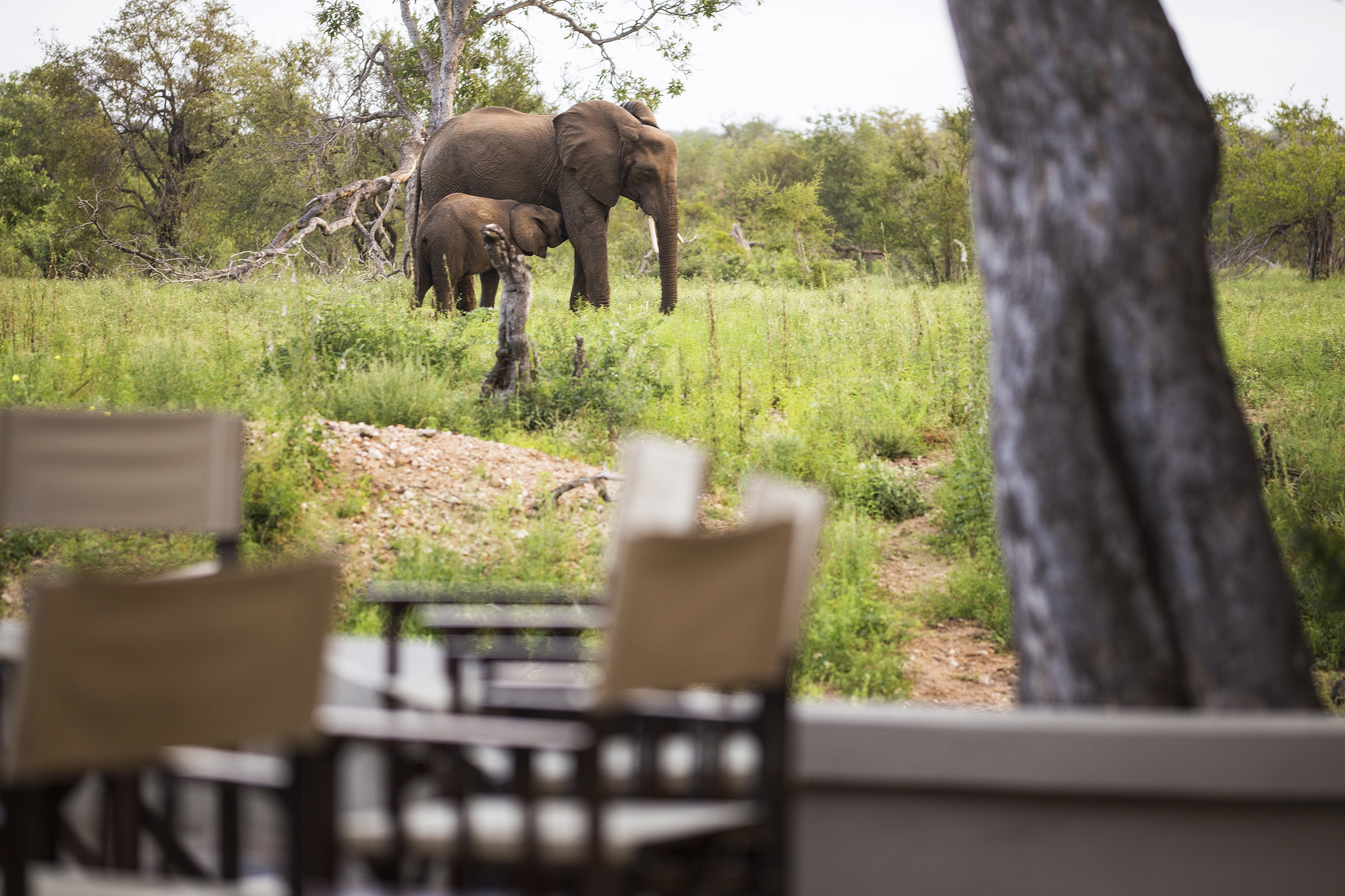 Amani Safari Camp - Wildlife