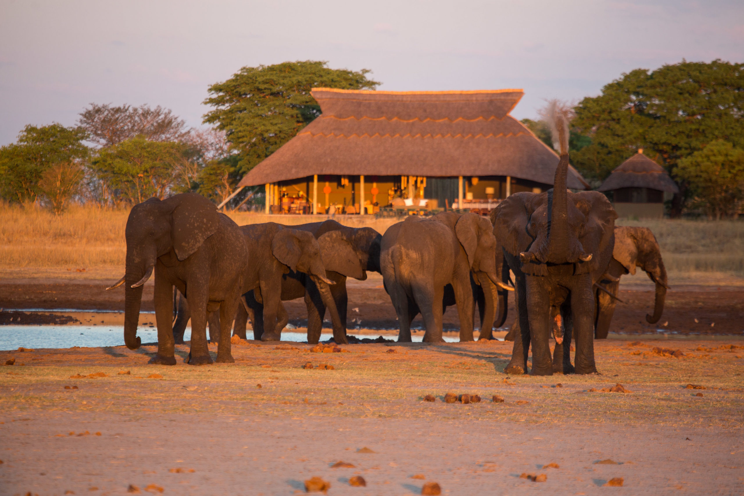 Camp Hwange Zimbabwe Elephants Near Camp