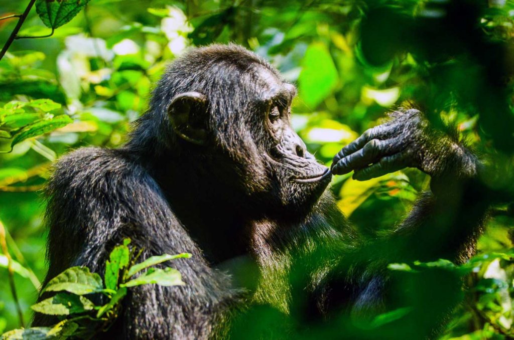 Budongo Eco Lodge Chimpanzee Experience