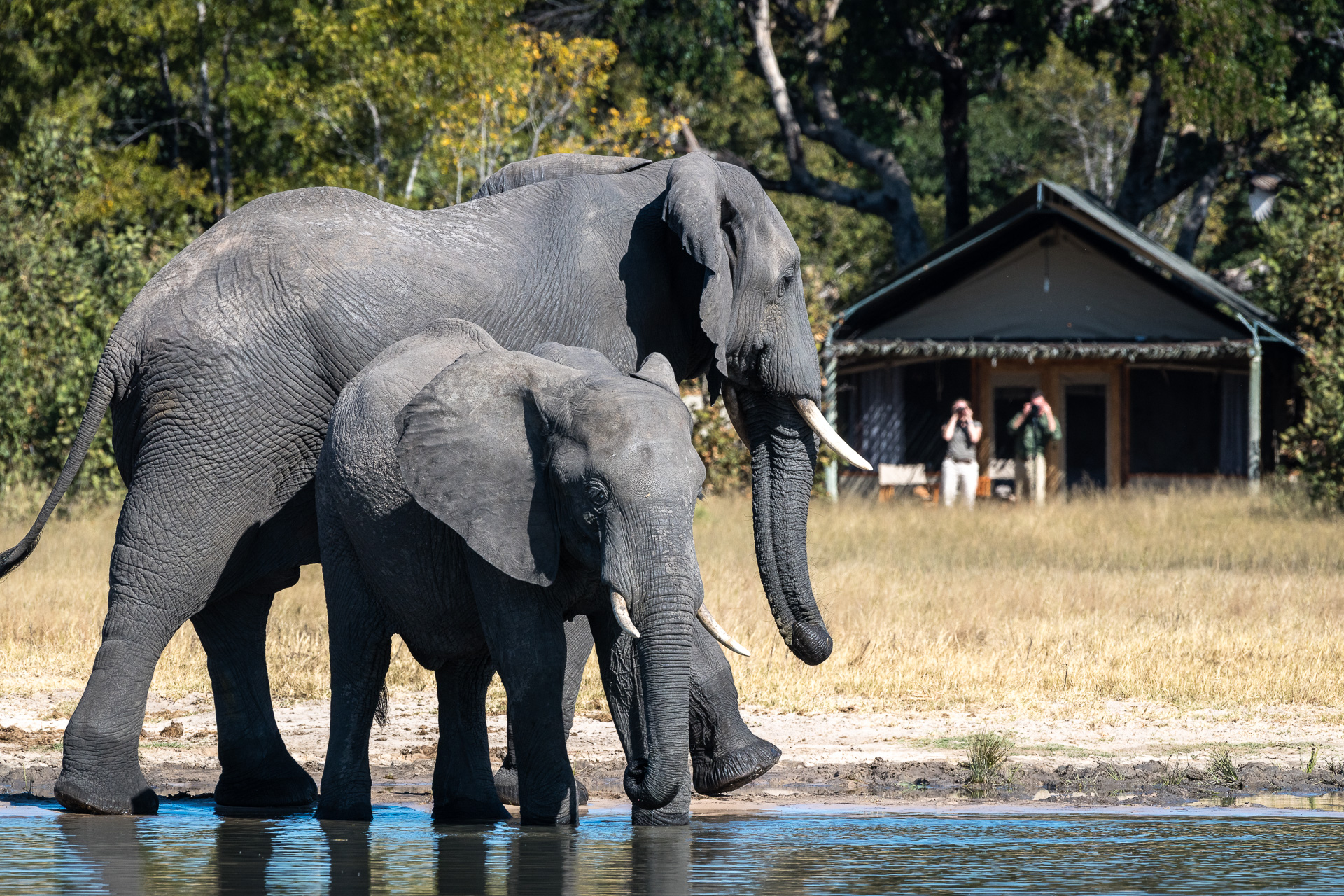 Little Makalolo Camp Hwange Zimbabwe Elephants near the camp