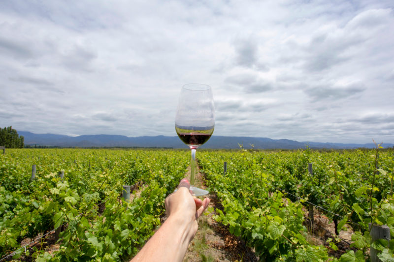 Argentina - 1584 - Full day excursion into Uco Valley area Mendoza - Wine glass in wine fields