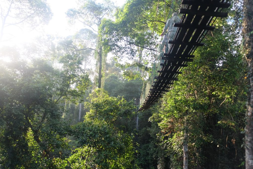 Malaysia - Borneo - 18266 - Treetop walk