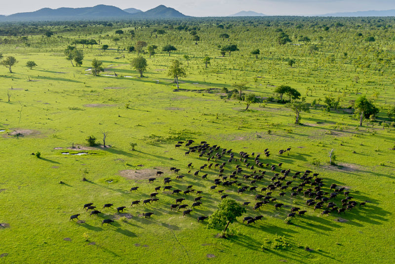 Tanzania - 17467 - selous game - aerial view