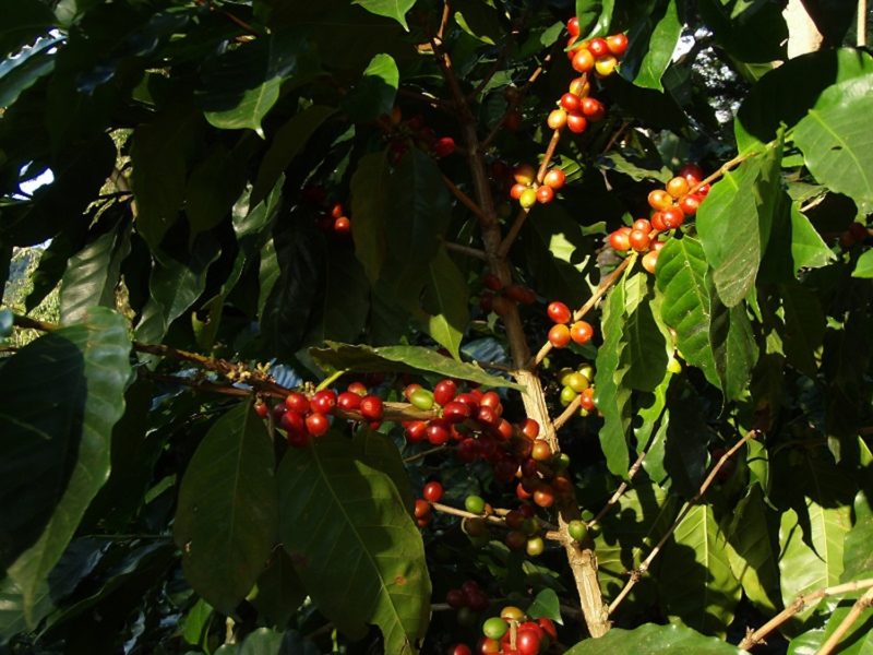 Nicaragua - 10024 - Northern Nicaraguan Treasures - Coffee plant close up