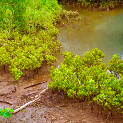 Mangrove Conservation Project in Madagascar, Nosy Be