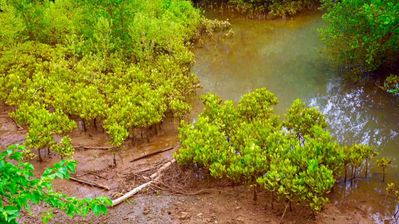 Mangrove Eco Project in Madagascar