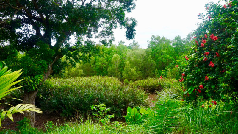 Conserving Mangroves in Madagascar