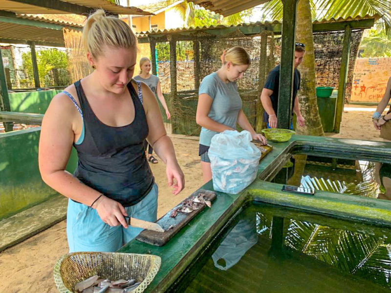 Preparing Turtle Food in Sri Lanka
