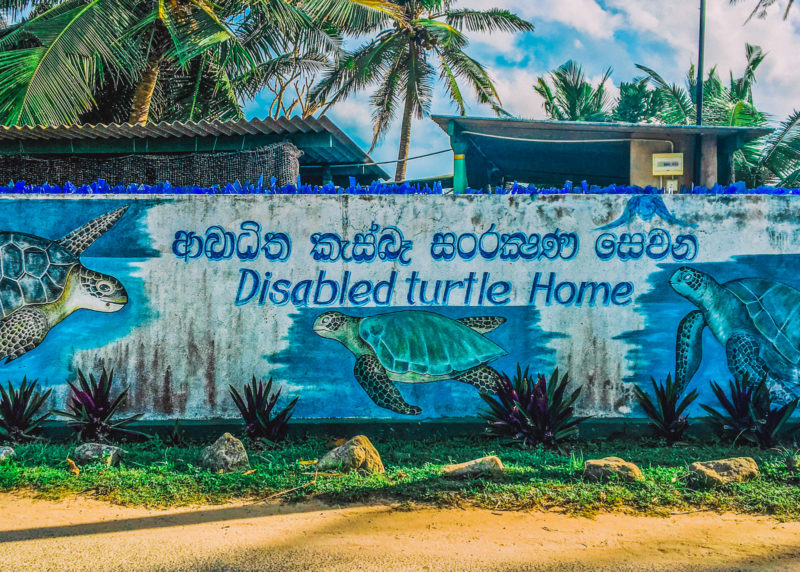 Disabled Turtles Rescue Centre Sri Lanka