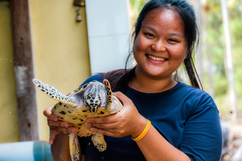 Save Turtles in Indonesia, Bali