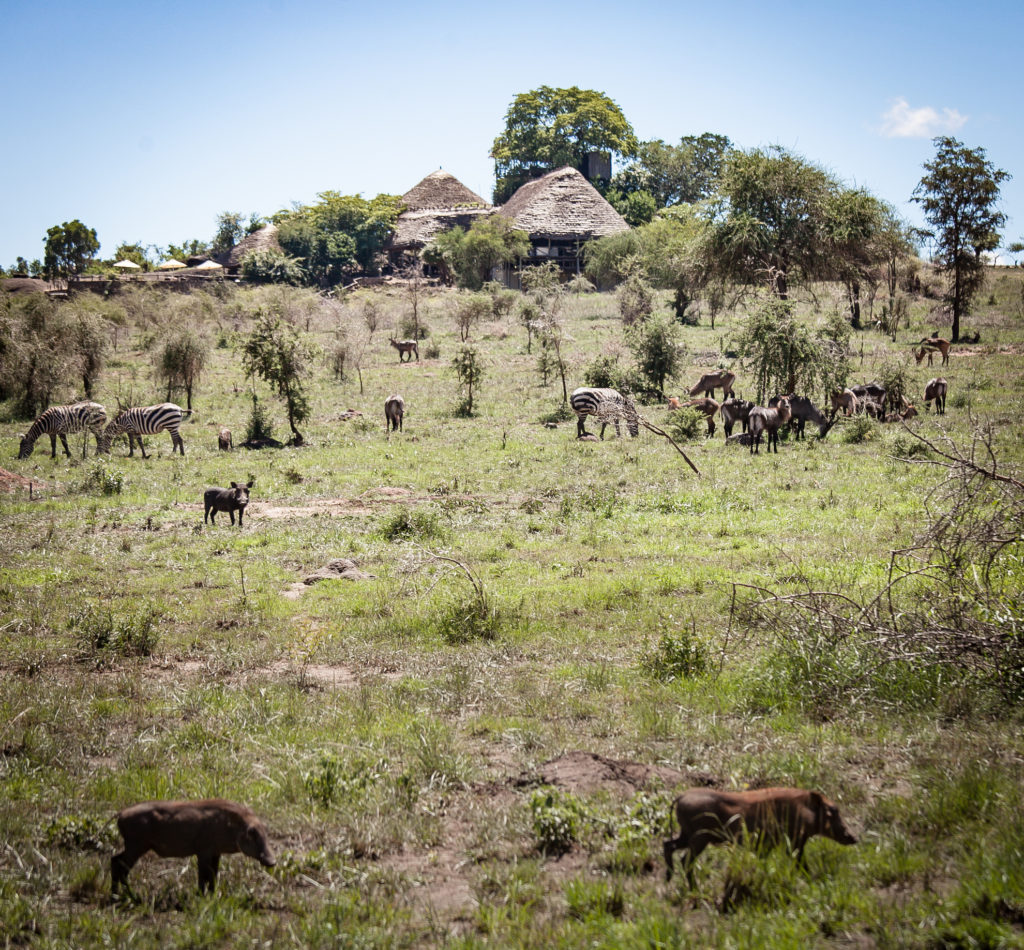 Uganda - Kidepo Valley National Park - 36569 - Apoka Safari Lodge