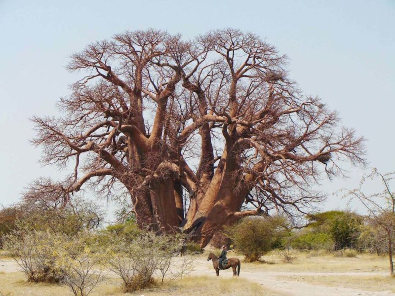 Jack's Camp - Chapmans Baobab