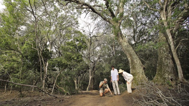 andBeyond Phinda Private Game Reserve - Forest Lodge - Walking Tour