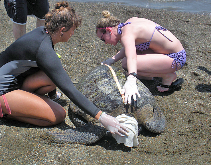 Turtle data capture Costa Rica