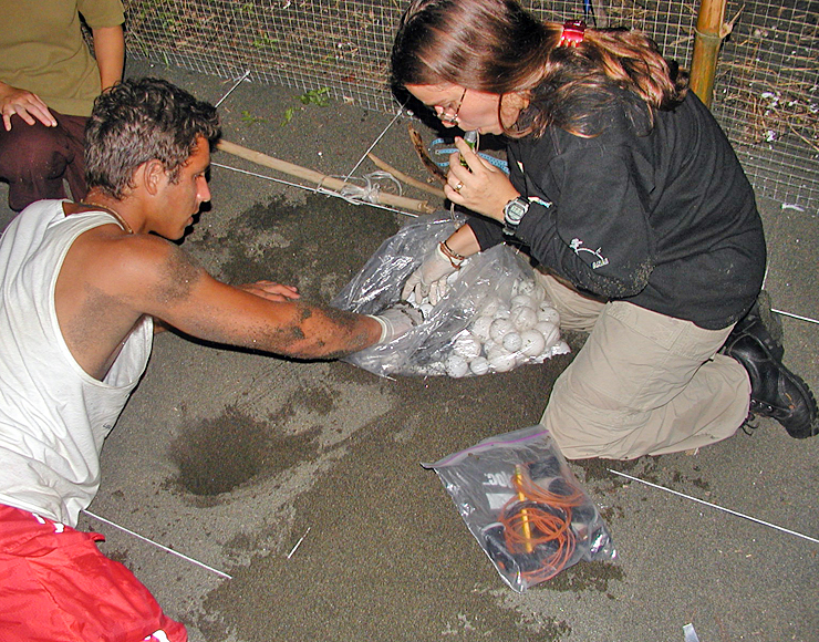 Turtle eggs rescue Costa Rica