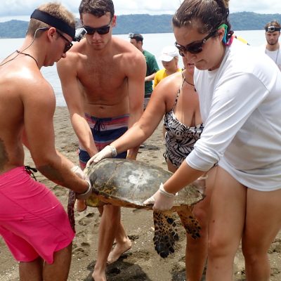 Turtle Conservation, Adventure & Culture Tour Experience in Costa Rica