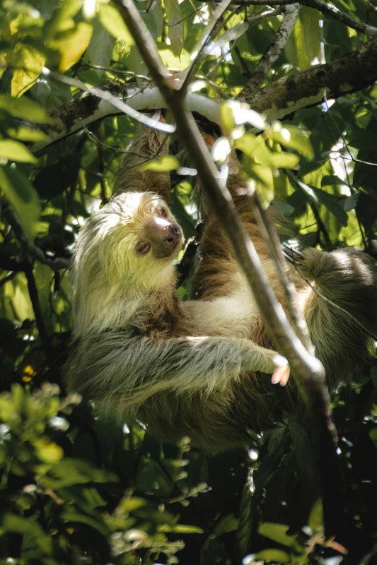 Sloth in a tree in Costa Rica